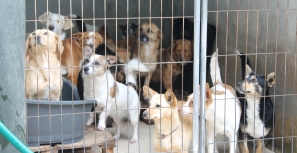 Canil à beira da ruptura: só em Março deram entrada 30 cães